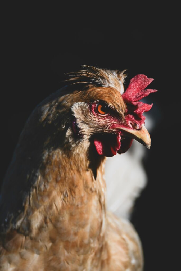 pexels-photo-32159000-32159000 pexels-photo-32159000-32159000.jpg